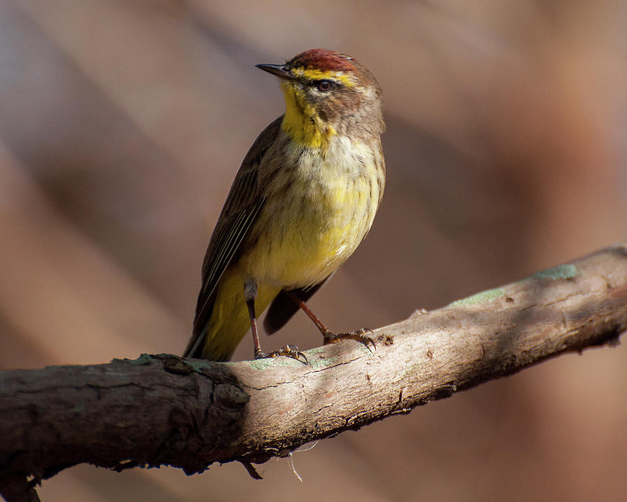 Yellow Rumped Palm Warbler Photograph by Ginger Stein