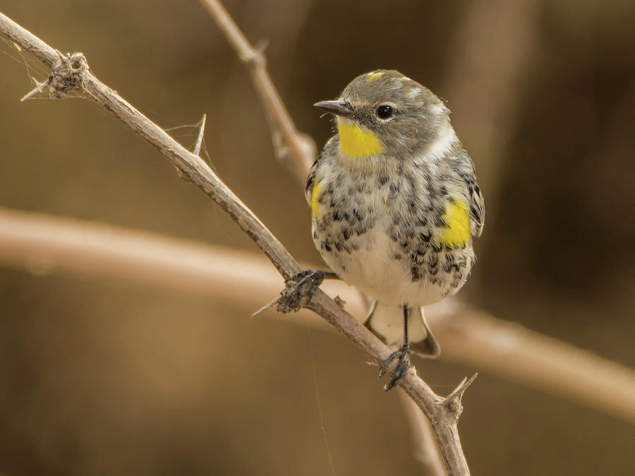 Yellow-rumped Warbler 1562-111317-2cr Photograph by Tam Ryan