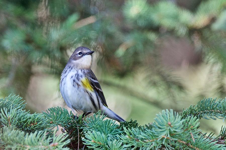 Yellow- Rumped Warbler 2 Photograph by Michael Peychich