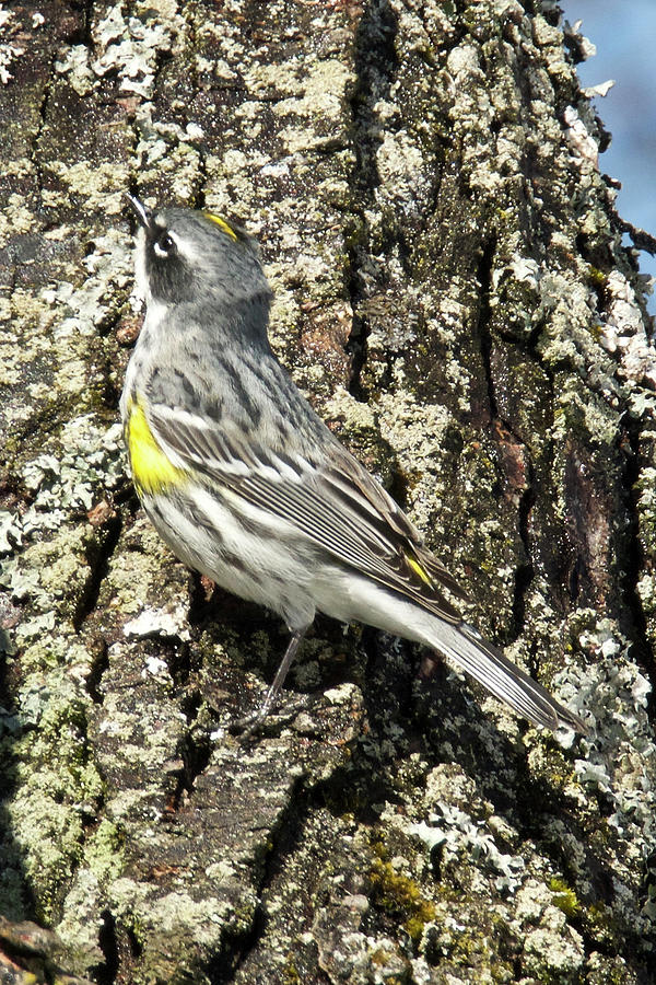 Yellow-rumped Warbler 3174 Photograph by Michael Peychich