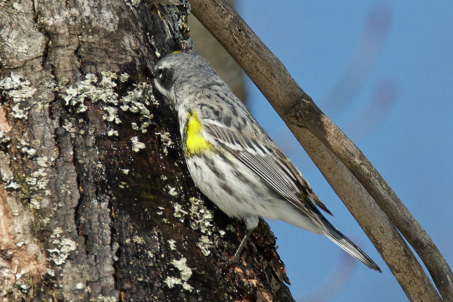 Yellow-rumped Warbler 3181 Photograph by Michael Peychich