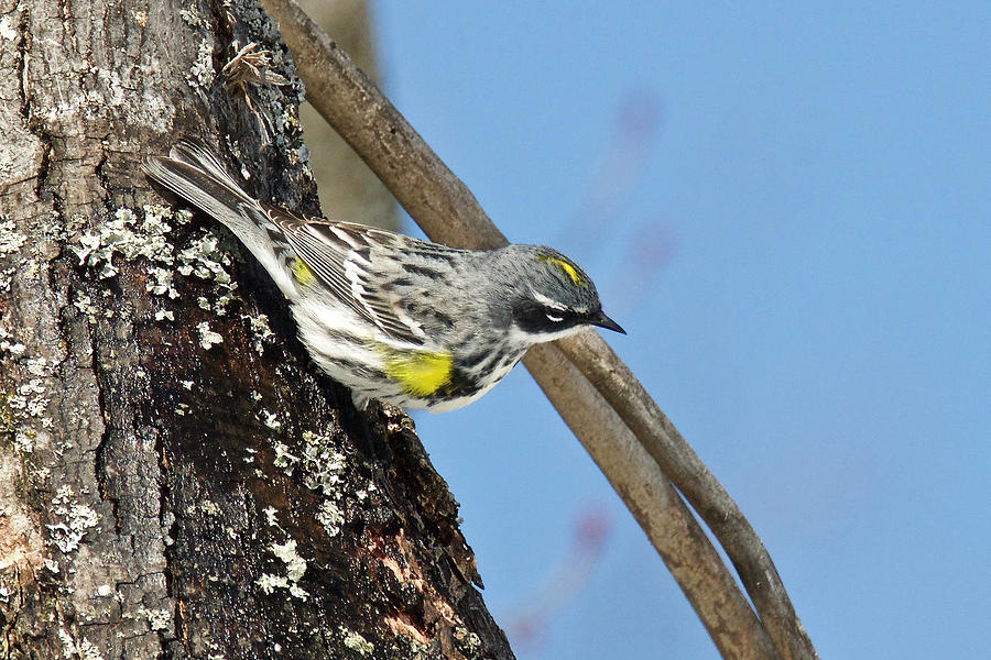 Yellow Rumped Warbler 3182 Photograph by Michael Peychich