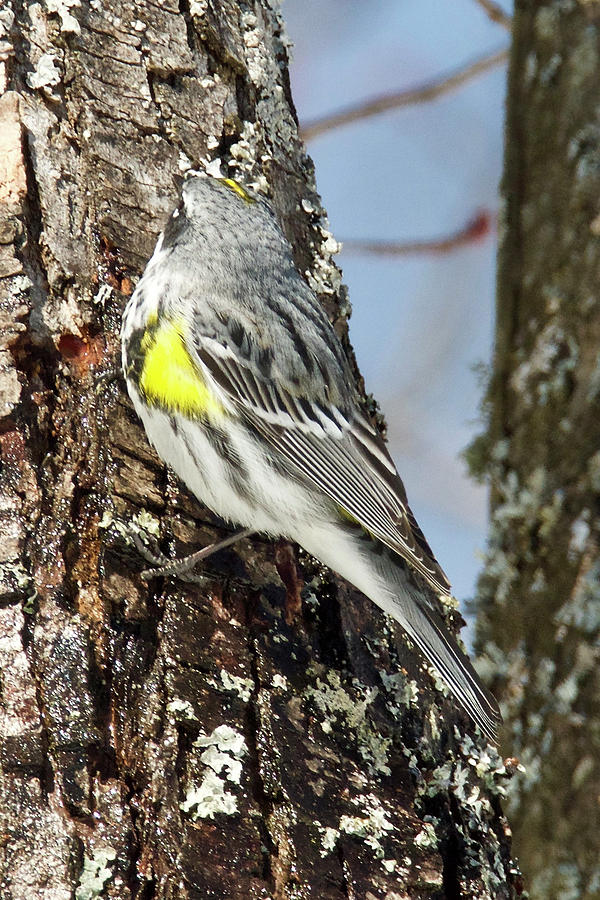 Yellow Rumped Warbler 3188 Photograph by Michael Peychich