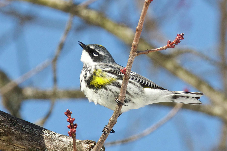 Yellow-rumped Warbler 3194 Photograph by Michael Peychich