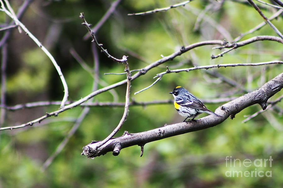 Yellow-Rumped Warbler Photograph by Alyce Taylor