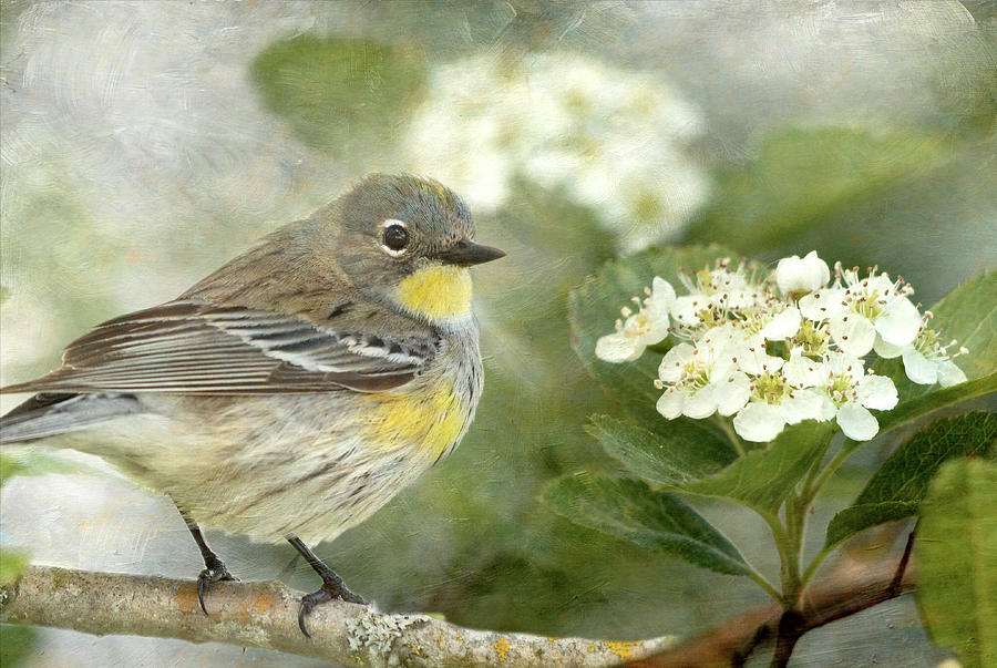 Yellow-rumped Warbler and Hawthorne Blossoms Photograph by Angie Vogel