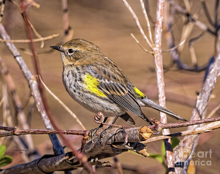 Yellow-Rumped Warbler Photograph by DB Hayes