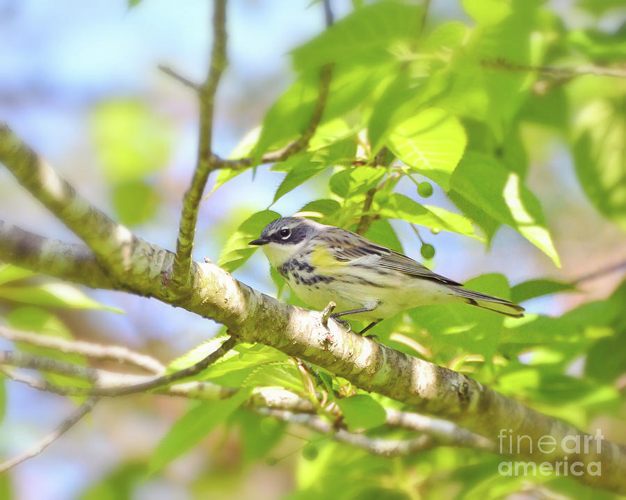 Yellow-rumped Warbler Close Up Photograph by Kerri Farley