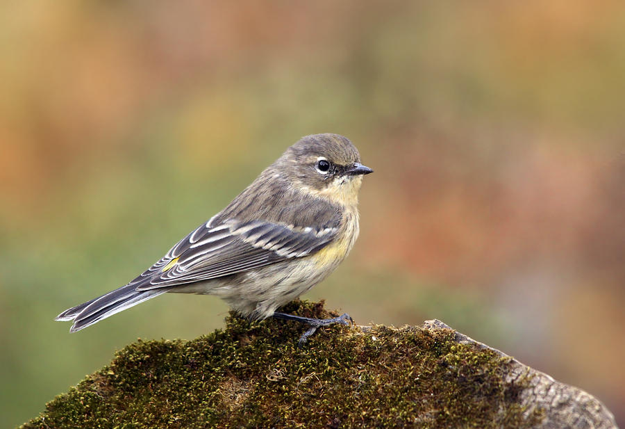 Yellow-rumped Warbler In Fall Photograph by Nick Saunders