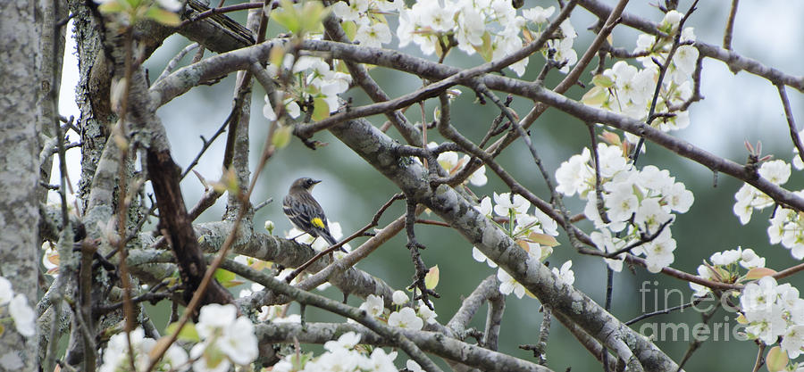 Yellow-rumped Warbler In Pear Tree Photograph by Donna Brown