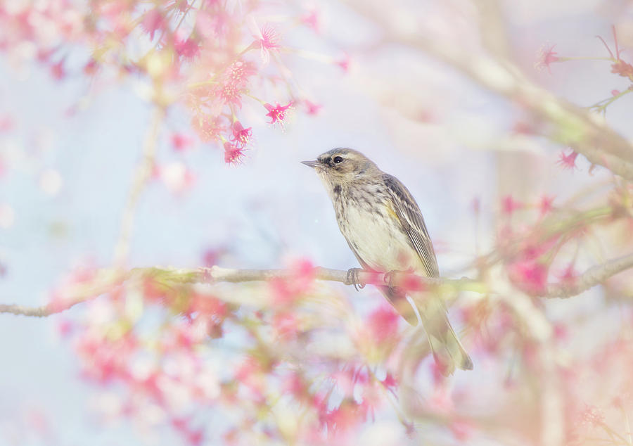 Yellow-Rumped Warbler in Spring Blossoms Photograph by Susan Gary