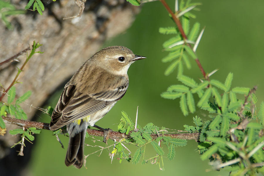 Yellow-rumped Warbler  In The Greenery Photograph