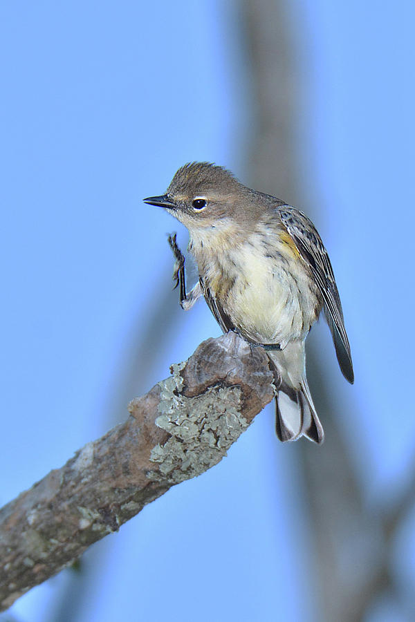 Yellow-Rumped Warbler Itch Photograph by Alan Lenk