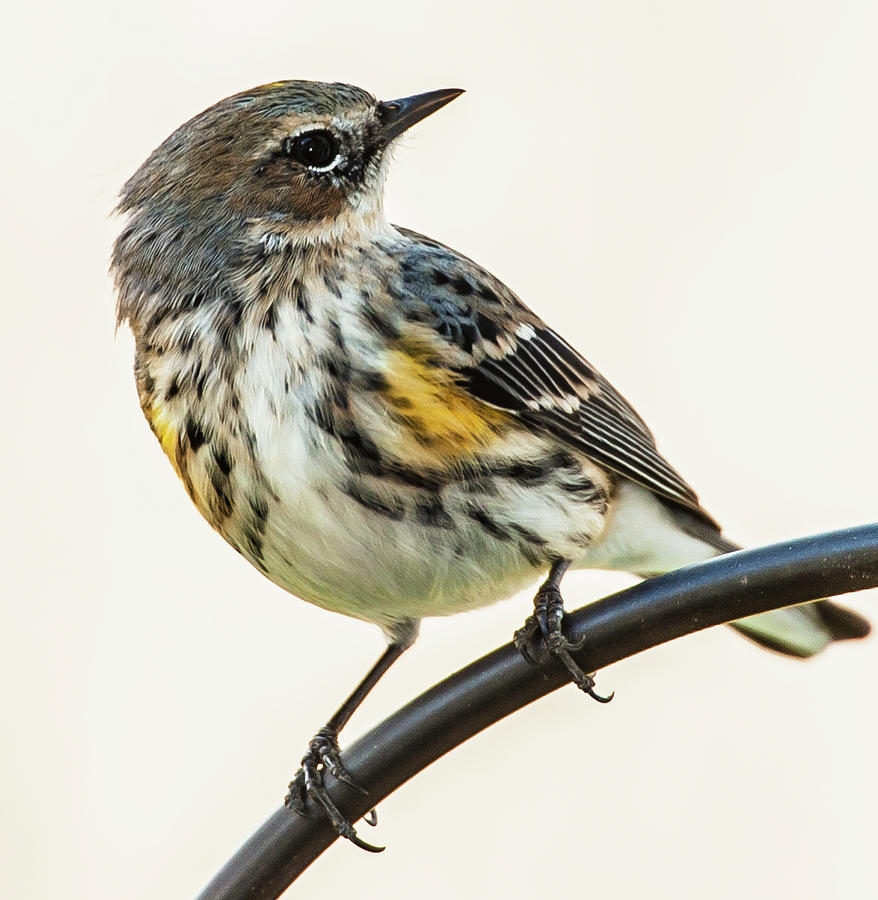 Yellow-rumped Warbler Photograph by Jim Moore