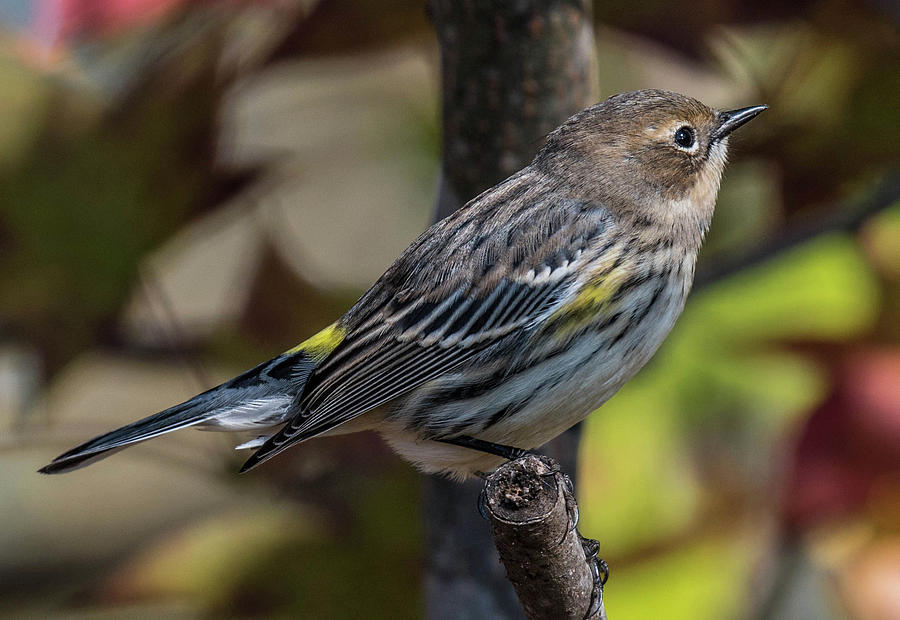 Yellow Rumped Warbler Photograph by Jody Partin