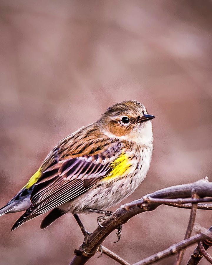 Yellow Rumped Warbler Photograph by Joe Granita