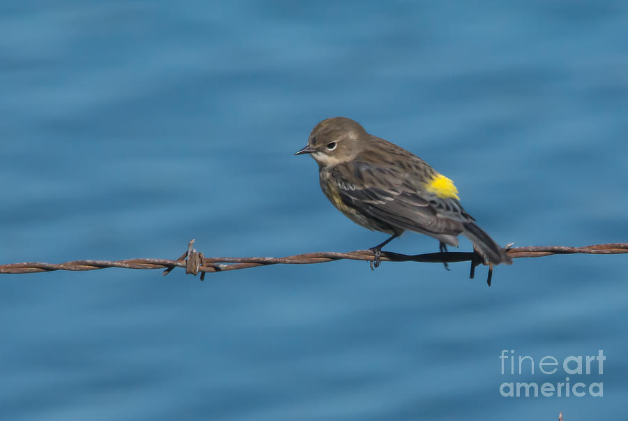 Yellow-rumped Warbler  Photograph by John Greco