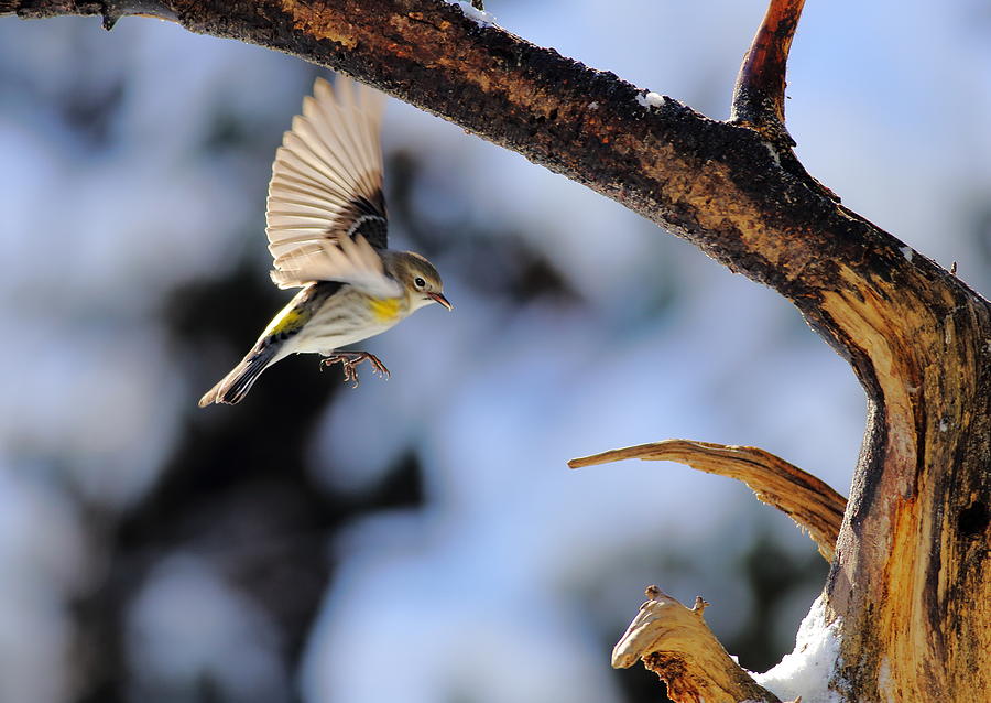 Yellow-rumped Warbler Landing Photograph by Daniel Reed