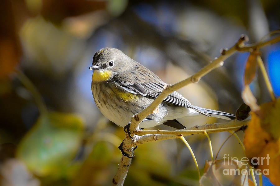 Yellow-rumped Warbler Photograph by Lisa Manifold