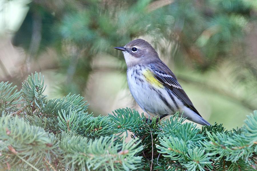 Yellow-rumped Warbler Photograph by Michael Peychich