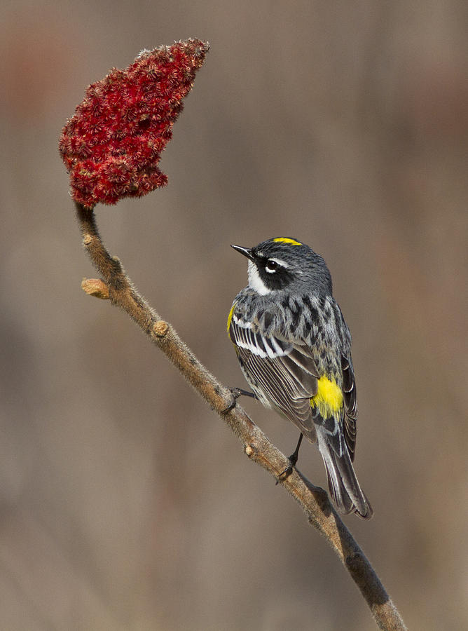 Yellow-rumped Warbler Photograph by Mircea Costina Photography