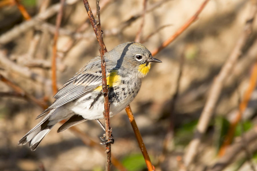 Yellow-Rumped Warbler on a Willow Photograph by Kathleen Bishop