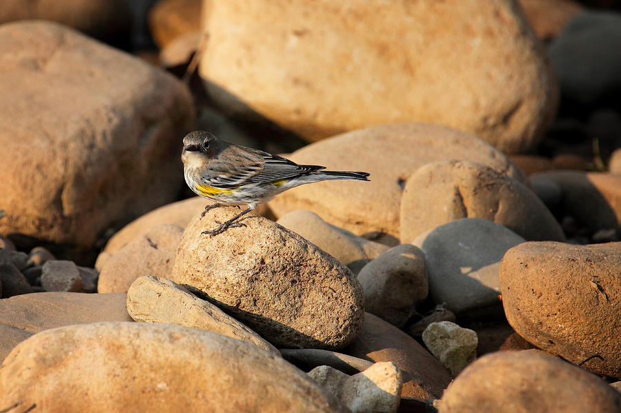 Yellow Rumped Warbler on River Rocks Photograph by Michael Dougherty
