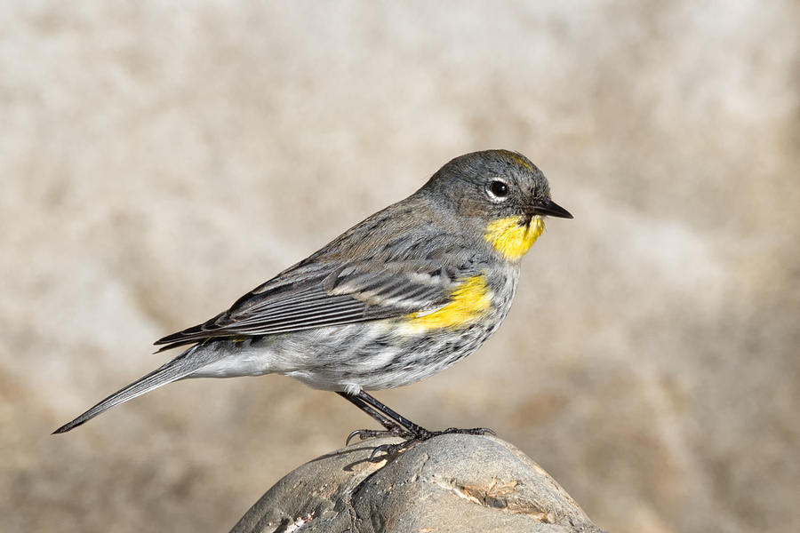 Yellow-rumped Warbler on the Beach Photograph by Kathleen Bishop