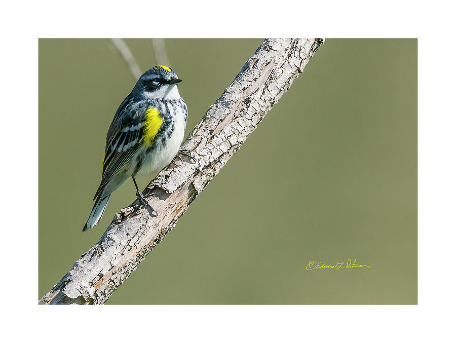 Yellow-rumped Warbler Perching Photograph by Ed Peterson