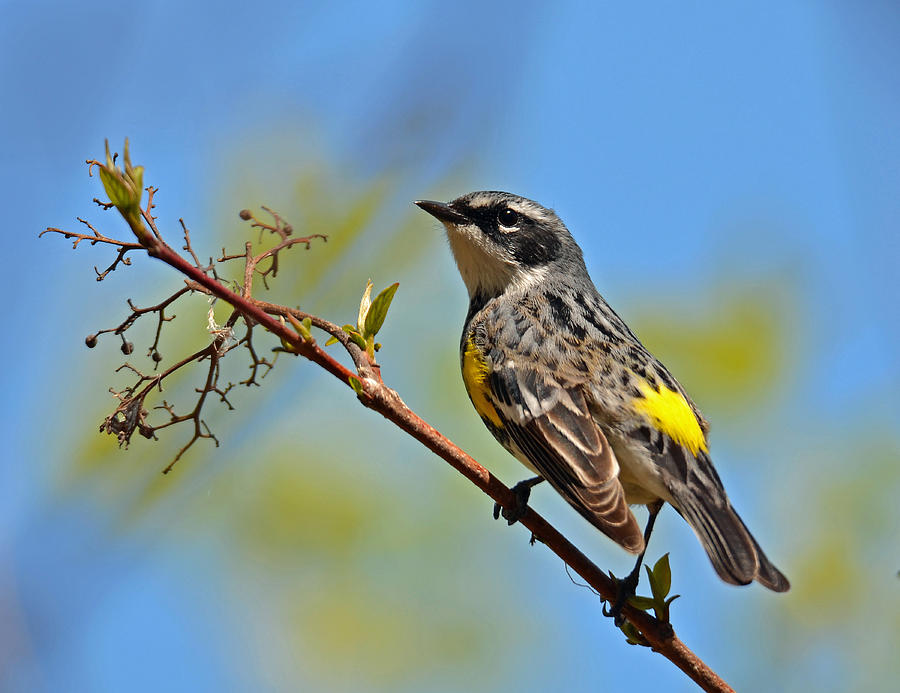 Yellow Rumped Warbler Photograph by Rodney Campbell