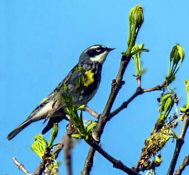 Yellow-Rumped Warbler Photograph by William Bitman