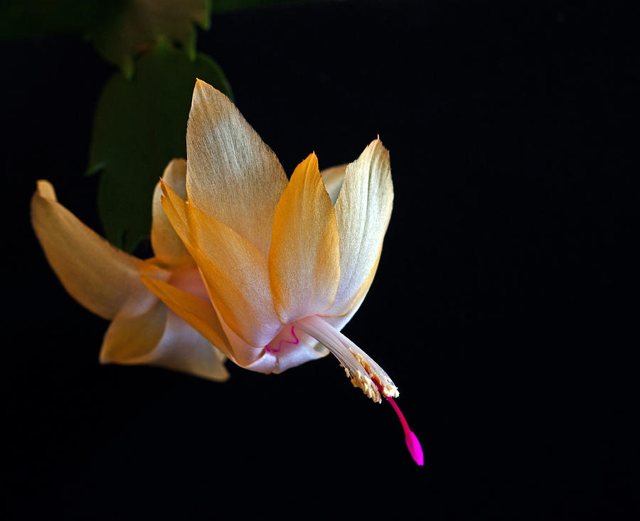 Yellow Schlumbergera or Christmas Cactus Photograph by Winston D Munnings