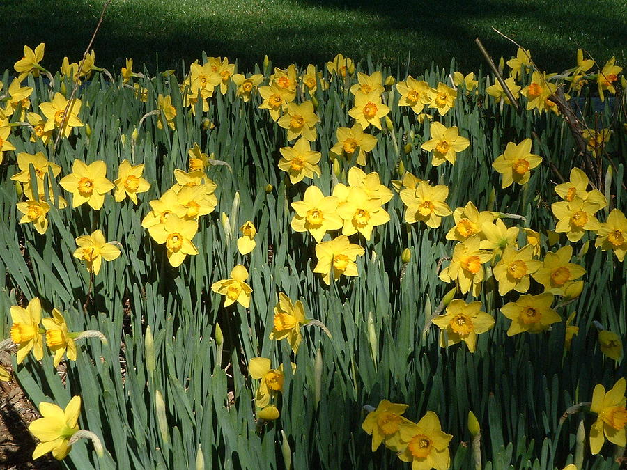 Flower Photograph - Yellow Sea Daffodils at Brookgreen Gardens by Elena Tudor