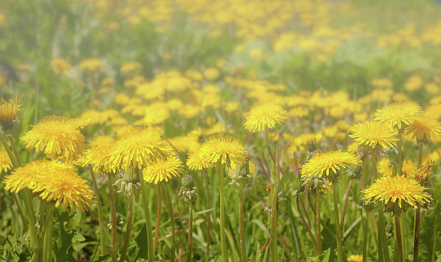 Yellow Sea Of Dandelions. Photograph