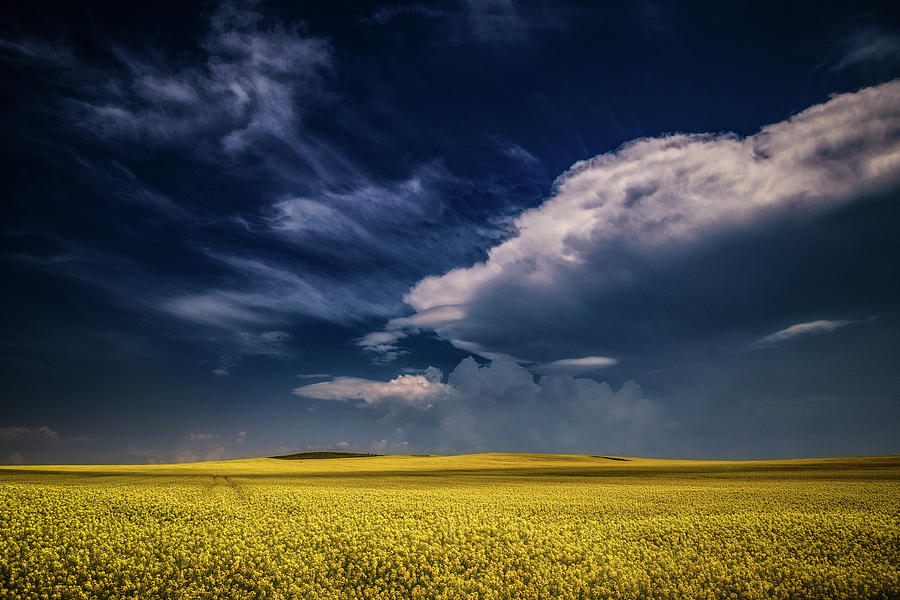 Yellow sea under the blue sky  Photograph by Plamen Petkov
