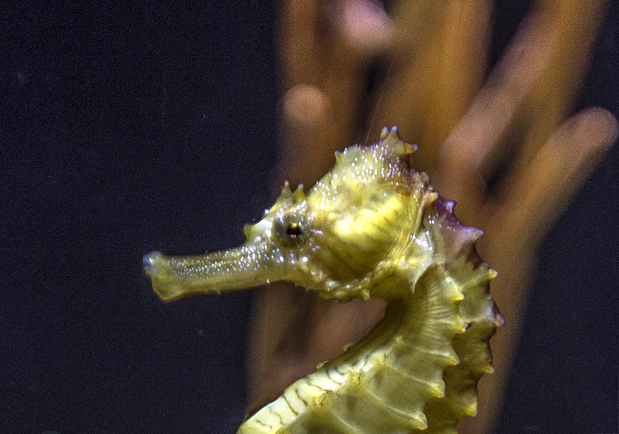 Yellow Seahorse Head Photograph by William Bitman