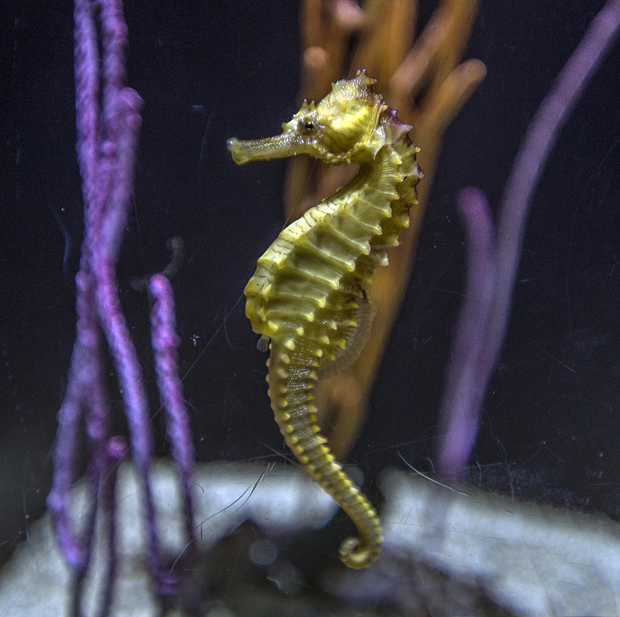 Yellow Seahorse Profile Photograph by William Bitman