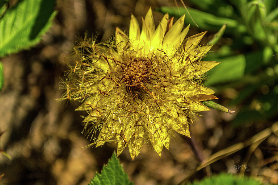 Yellow Seed Burst Photograph by Bill Posner