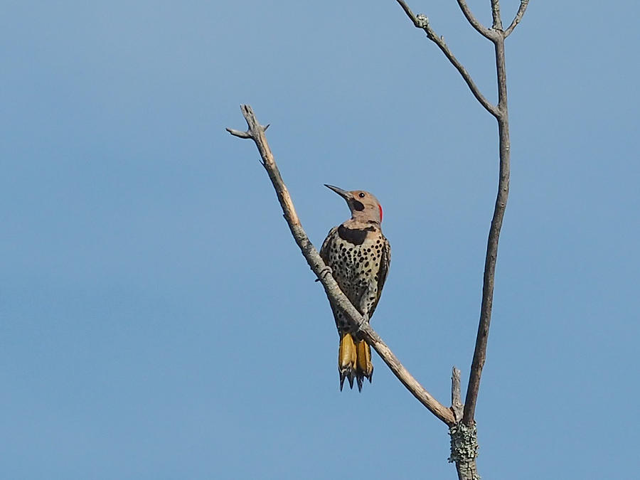 Yellow Shafted Flicker Front Photograph by Paula Ponath