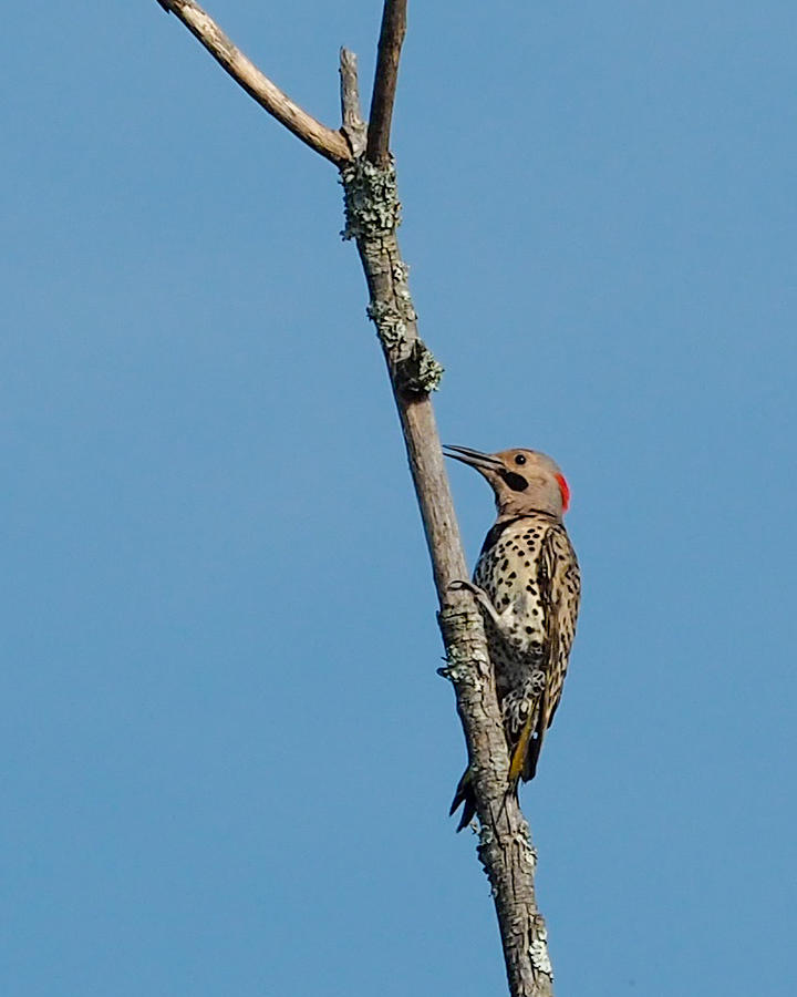 Yellow Shafted Flicker Photograph by Paula Ponath