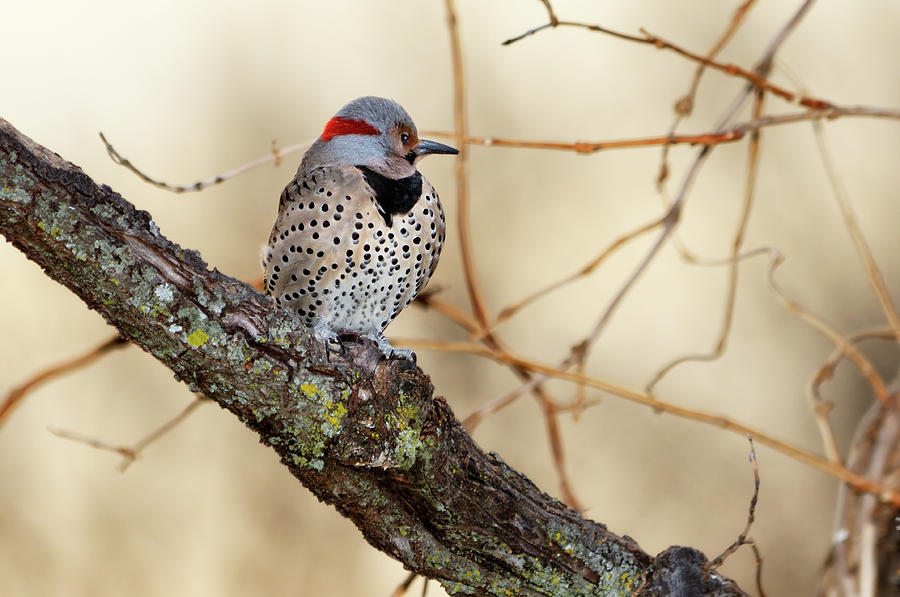 Yellow-shafted Northern Flicker Photograph by Betty LaRue