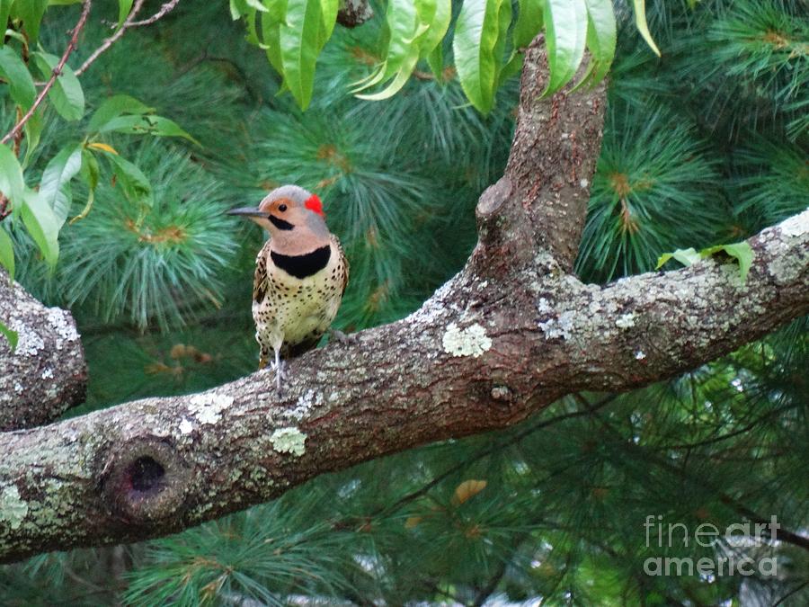 Yellow Shafted Northern Flicker Photograph