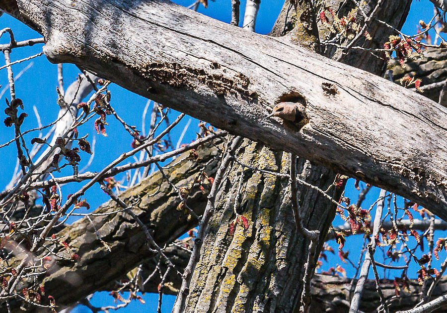 Yellow-shafted Northern Flicker Nest Building Photograph by Ed Peterson