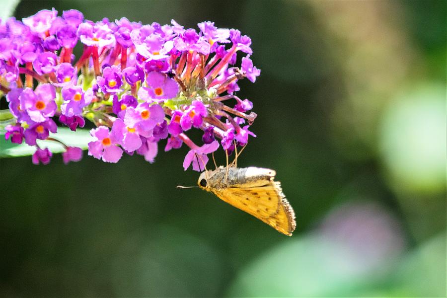 Butterfly Photograph - Yellow Skipper Butterfly on Butterfly Bush by Mary Ann Artz