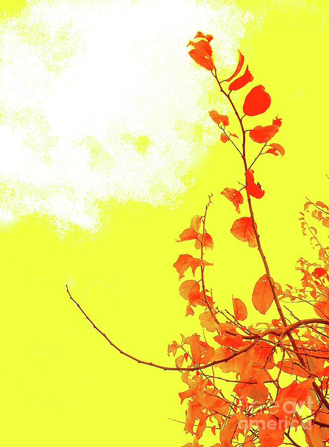 Yellow sky fall leaves Photograph by Wonju Hulse