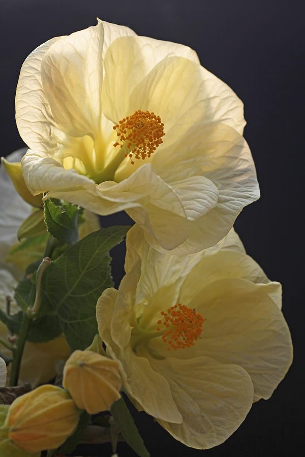 Yellow Slippers Flowering Maple Photograph by Tammy Pool