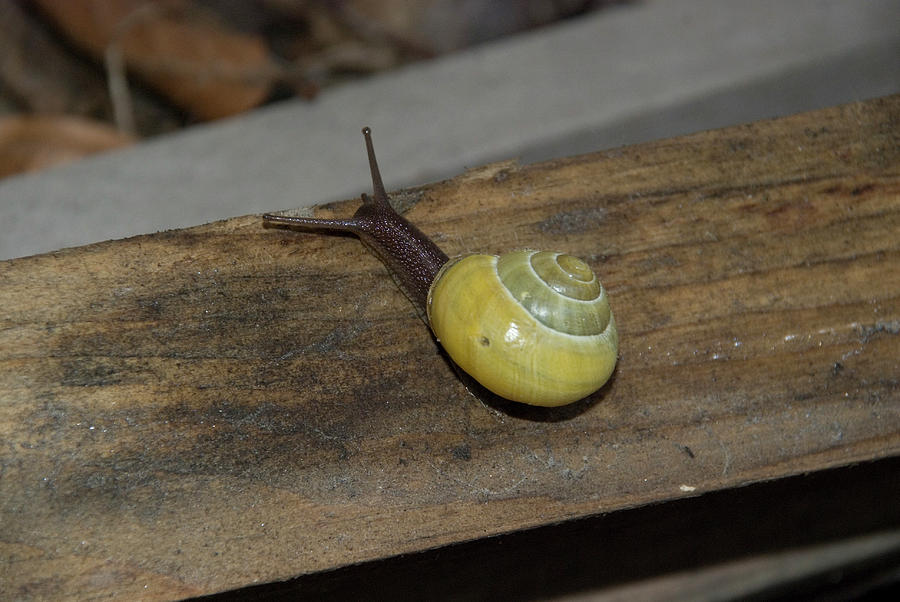 Yellow Snail Photograph by Ee Photography