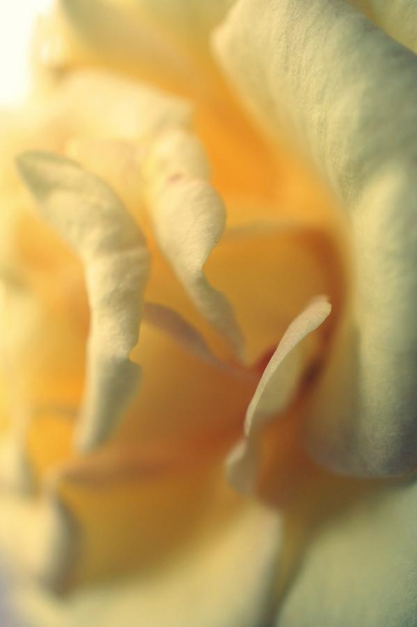Yellow Softness Photograph by Laurie Perry