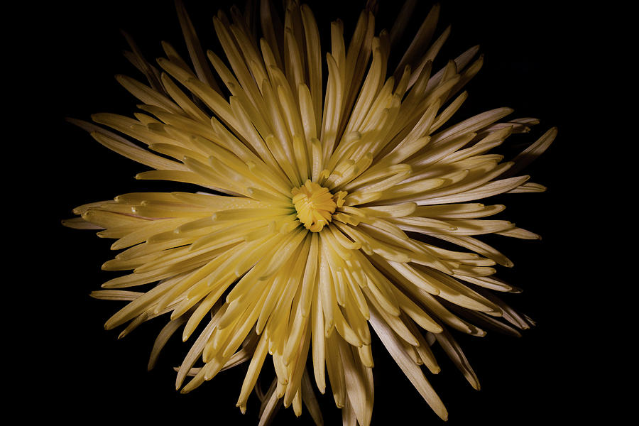 Yellow Spider Mum Photograph by Eugene Campbell