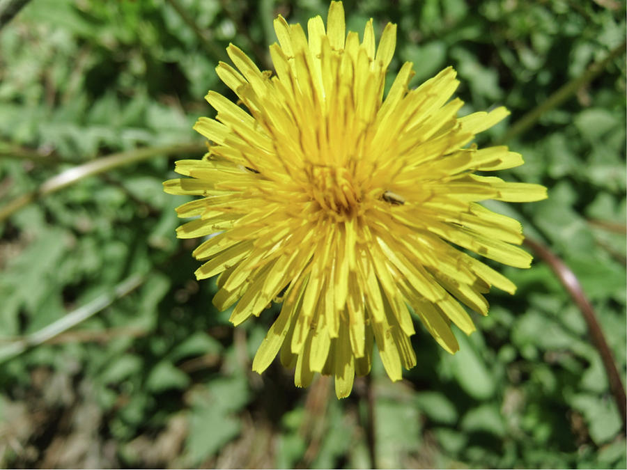 Yellow spikes Photograph by Judith Cannon - Fine Art America